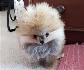 Pomeranian Size Pet Pom Information