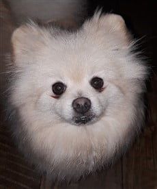 Pomeranian with tear stains