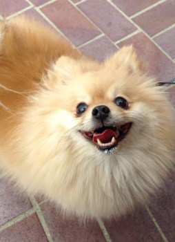 Pomeranian with thick coat of hair