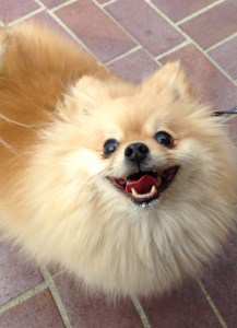 Pomeranain smiling after eating ice cream