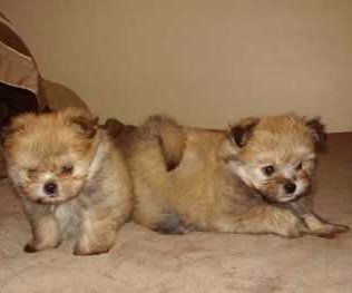 Pomeranian Mixes | List Dogs Half Pom