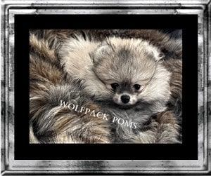 Florida Pomeranian Breeder WolfPack Pomeranians