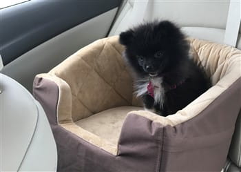 Pomeranian in safe car seat