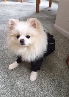 a-pomeranian-wearing-clothes