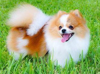Pomeranian outside in grass