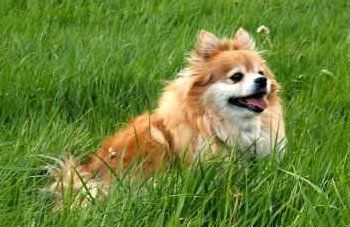 senior Pomeranian dog