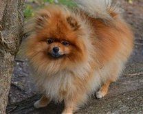 cute orange Pomeranian