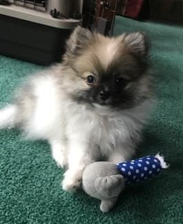 2 month old pomeranian puppy food sale