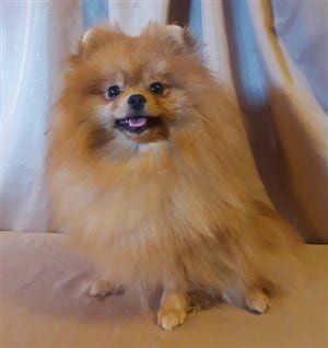 After pic brushing