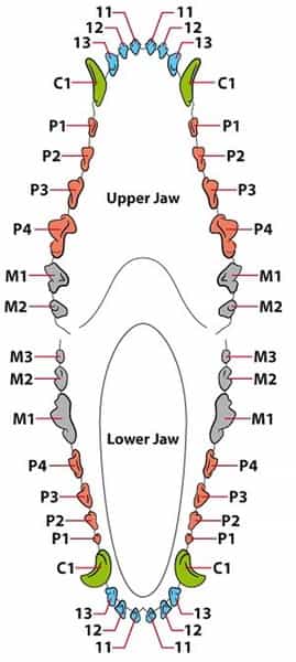 anatomy of dog teeth