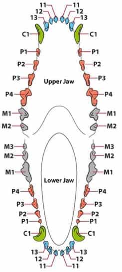 anatomy of dog teeth