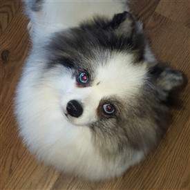 Merle Pomeranian with solid black nose