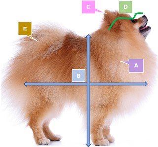 Appearance of Pomeranian dog