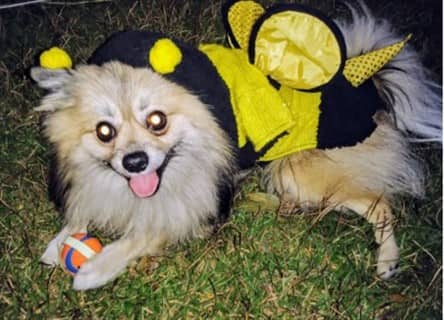 bumblebee dog costume