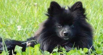 solid black Pomeranian sitting in grass