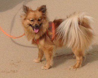 pomeranian wearing a harness