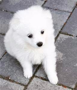 pure white Pomeranian