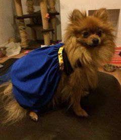 orange Pomeranian in blue dress