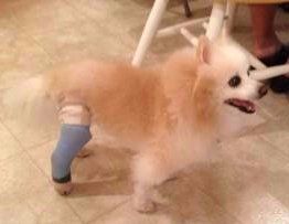 Coty in a leg cast