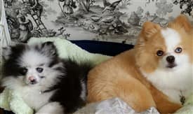 beautiful well-groomed Pomeranians