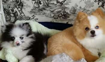 beautiful well-groomed Pomeranians