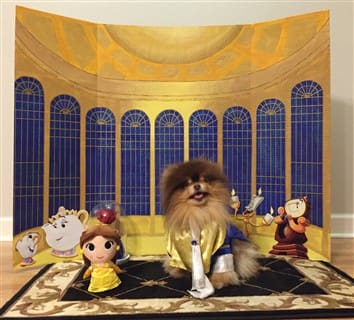Beauty and Beast Pomeranian costume