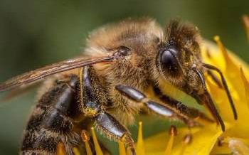 close up of stinging bee insect