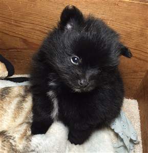 black pom with white markings