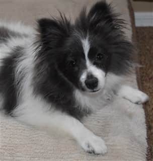 black and white Pomeranian
