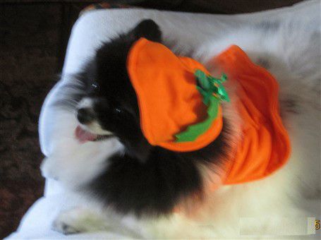 black-and-white-pomeranian-in-pumpkin-costume
