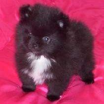 black mismark Pomeranian