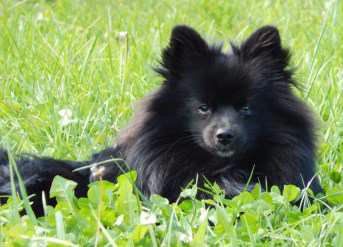 black Pomeranian sitting in grass