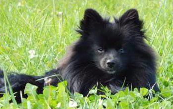 solid black Pomeranian sitting in grass