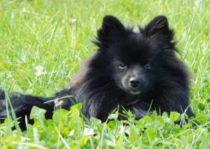 1 year old solid black Pomeranian