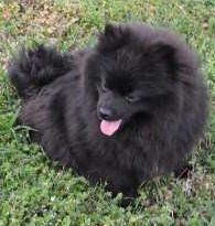 solid black Pomeranian