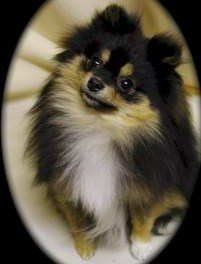 50 pic of Black and White Pomeranian 
