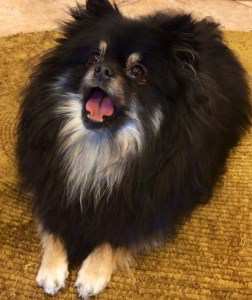 black and tan 2 year old Pomeranian