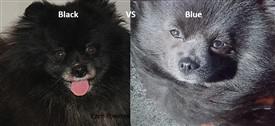 Pomeranian black vs blue nose
