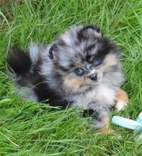 blue eyed Pomeranian puppy