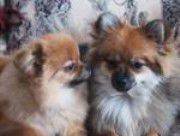 boy and girl Pomeranians
