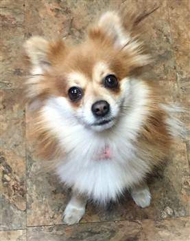 brown and white pomeranian