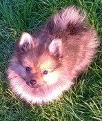 brown nosed Pomeranian