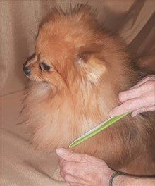 Brush a Pom, Step 1B