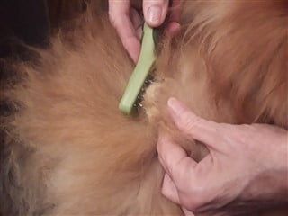 Brush a Pom, Step 2