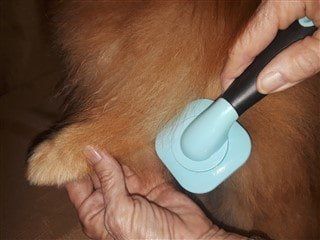 Brush a Pom, Step 3A, Slicker Brush