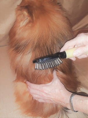 Brush a Pom, Step 5, Pin Brush