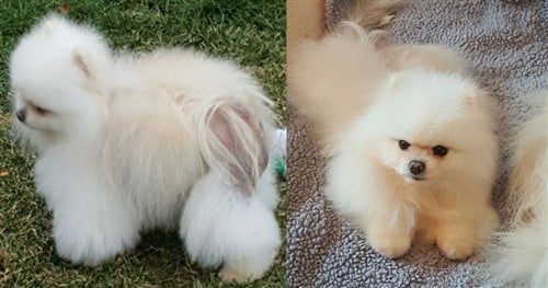 Dog Hair Fall Pomeranian Hair Growth Shampoo Pomeranian Dog Black