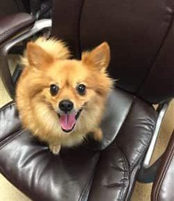 happy-pomeranian