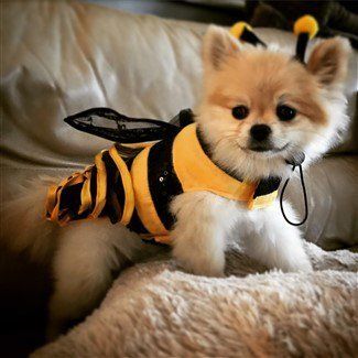 canine-bumble-bee-halloween-costume
