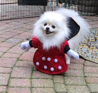 canine-minnie-mouse-costume.